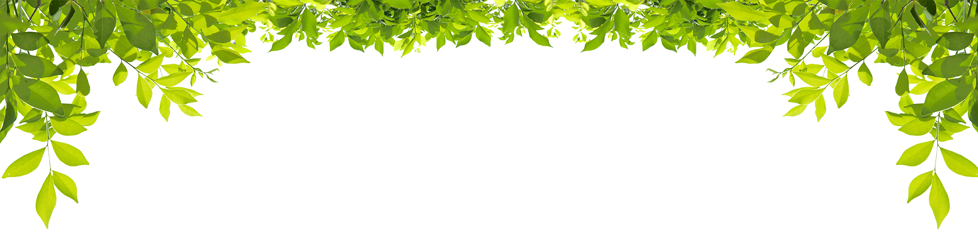 Eco leaf border